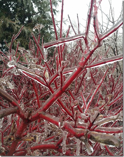 Red-Tree-Ice-Storm 2013-1RW Ice coated tree by Nicky Jameson