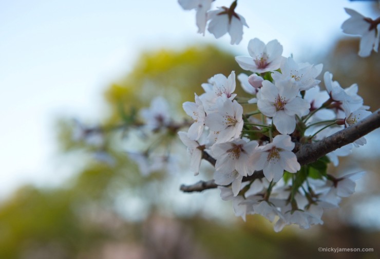 Sakura, close up of blossoms