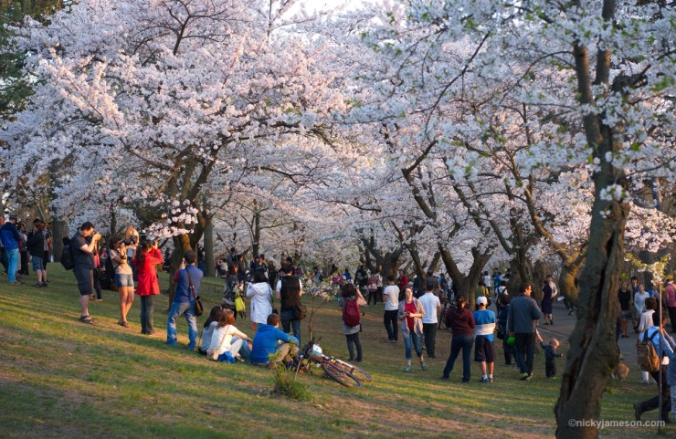 Cherry Blossom (Sakura) in High Park, Toronto